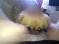 Beastiality movie scene recorded during live webcam show of her little dog eating her starved juicy twat